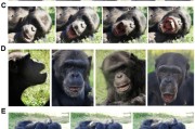梦见经血国际最新研究：机器人“打哈欠” 黑猩猩被传染